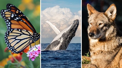 Endangered species in the US: Fast facts about creatures at risk of