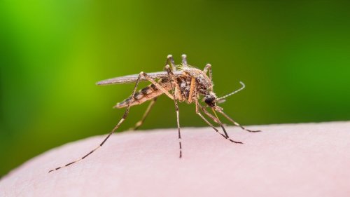 Ankle-hungry mosquitoes are plaguing Southern California