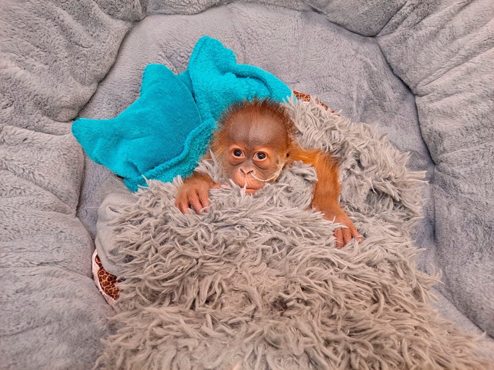 Bottle-fed baby orangutan at New Orleans zoo fascinates other apes