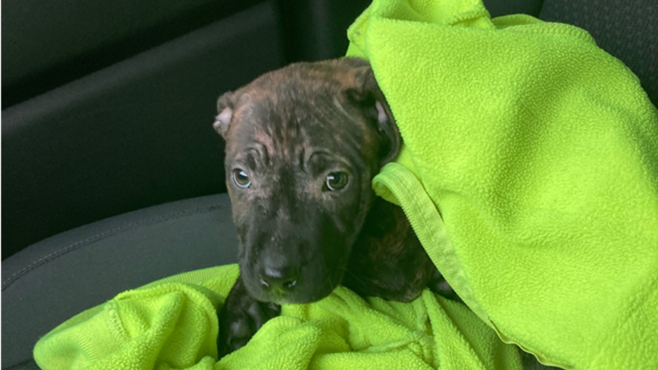 'Hero' garbage truck driver rescues puppy he found in discarded backpack