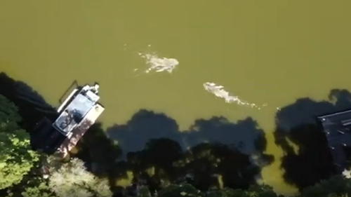 Florida drone video captures swimmer fighting off alligator