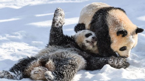 Outside of China, pandas are only found in these 5 zoos around the world