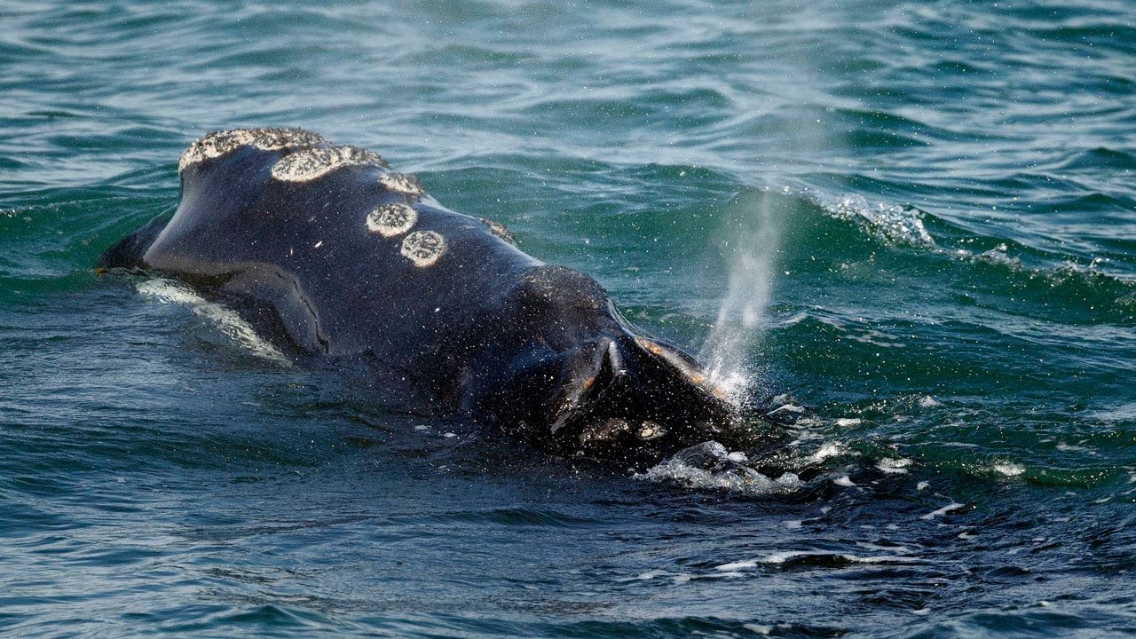 Vanishing North Atlantic right whale to remain protected under Endangered  Species Act | Flipboard