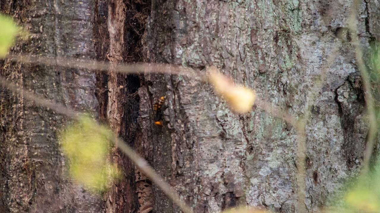 Washington state bug hunters find first ever Asian giant 'murder hornets' nest in US