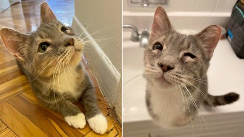 Sweet tri-colored tabby cat named Qwerty is looking for a home in DC ...