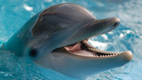 Dolphins use coral reef to treat skin conditions, study suggests