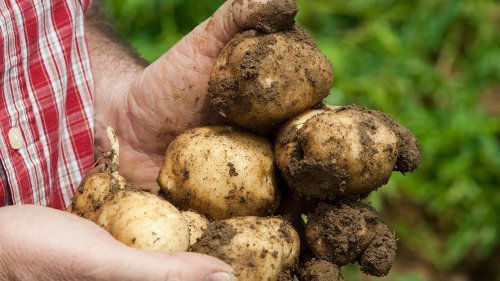 Potato harvesting: How to know when to unearth your homegrown spuds