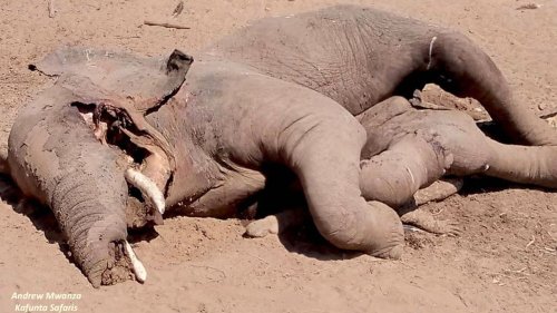 Massive elephant found dead on top of squished crocodile
