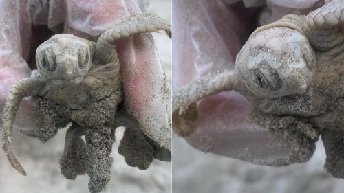 Rare sea turtle discovered on South Carolina beach in 'elusive' find