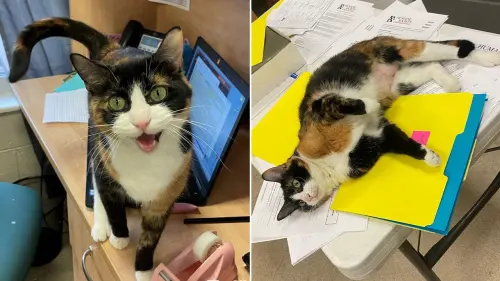 Cat adoption ad goes viral for its refreshing honesty: 'She will own you, your house, your belongings'