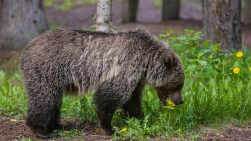Grizzly bear attack in Banff National Park leaves couple, dog dead