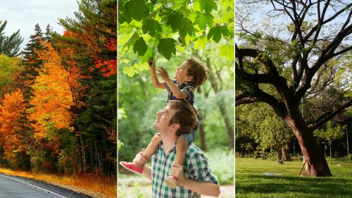 Tree Quiz! How Well Do You Know These Surprising Facts About Trees ...