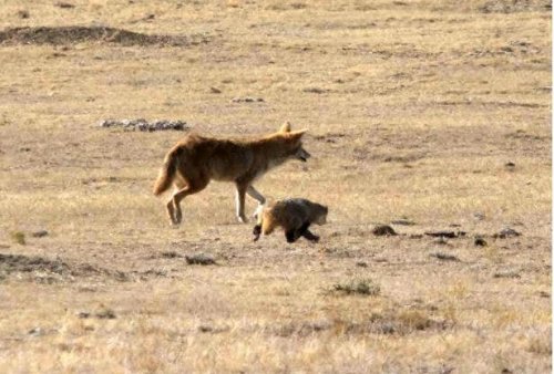 Adorable video shows coyote and badger playing, possibly hunting together in California