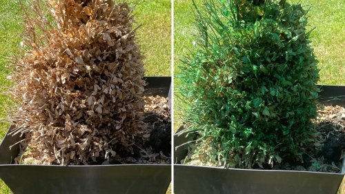 British woman goes viral for bringing dying plants 'back to life' with hysterical $5 hack: 'Genius'