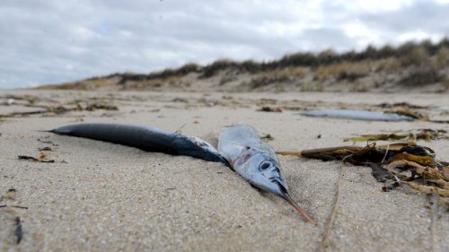 Thousands of needle-nosed fish wash up on Cape Cod shores: report