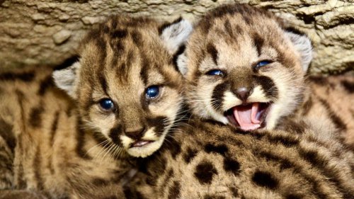 National Park Service announces mountain lion 'summer of kittens' in California