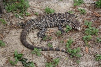 Invasive lizards are threatening wildlife in Georgia, officials say