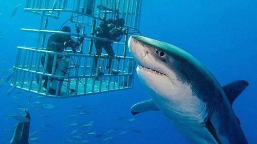 Shark shocker: 20-foot great white 'Deep Blue' caught on camera