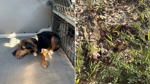 Georgia postal worker rescues beagle bit by venomous snake