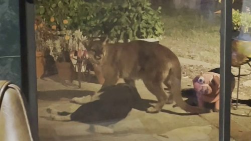 Mountain lion barges into California home, drags dog outside: video
