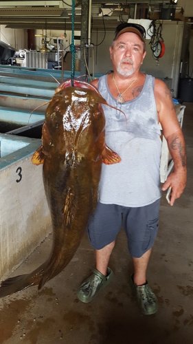 Florida fisherman hooks state record with 70-pound catfish: 'I was in the right place at the right time'