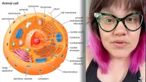 Minnesota Science Teacher Claims Cell Biology Lessons Are Part Of 