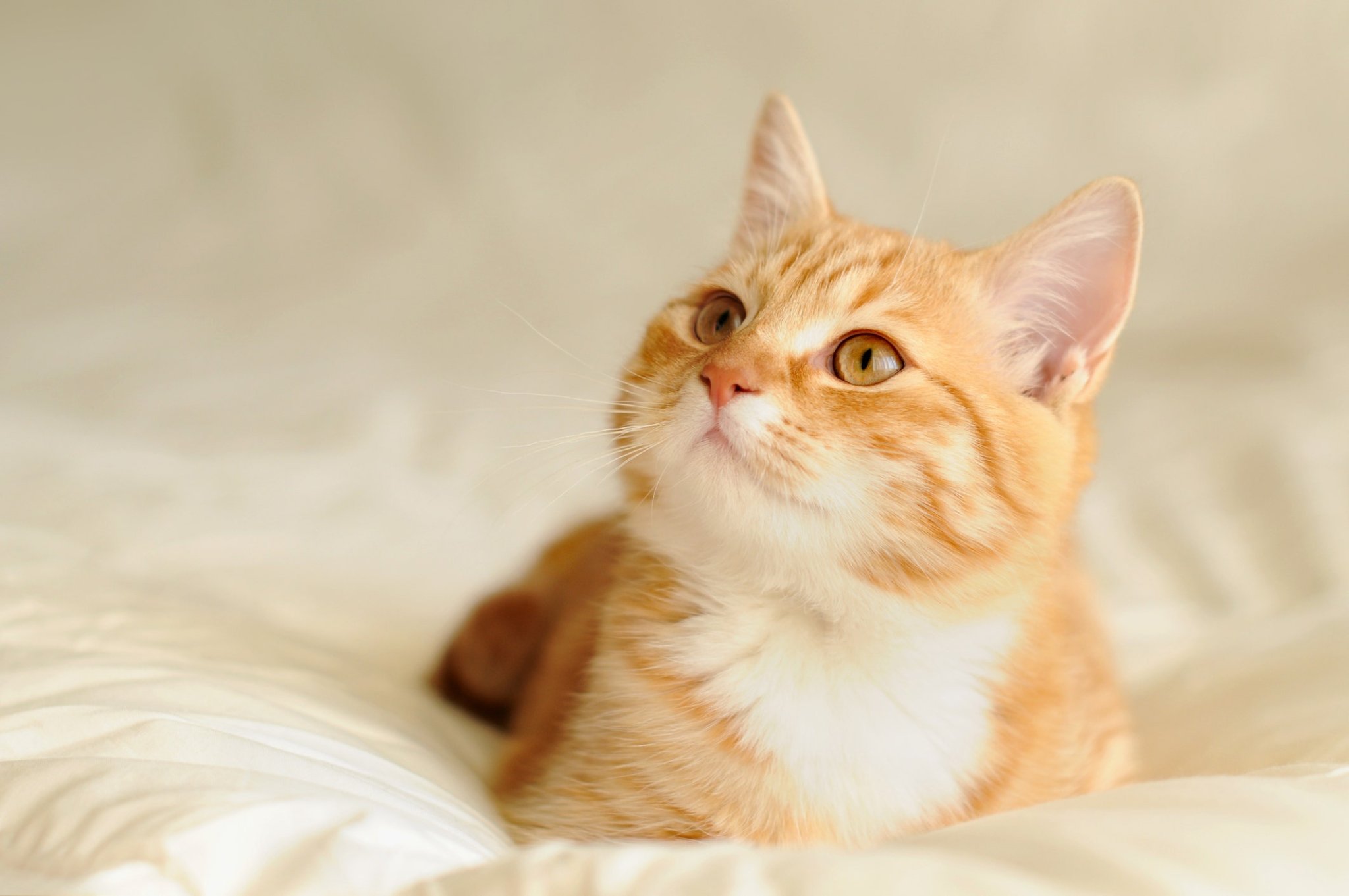 Cats recover from coronavirus faster than humans, researchers say