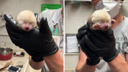 Michigan zoo welcomes an endangered red panda cub: 'Valuable addition'