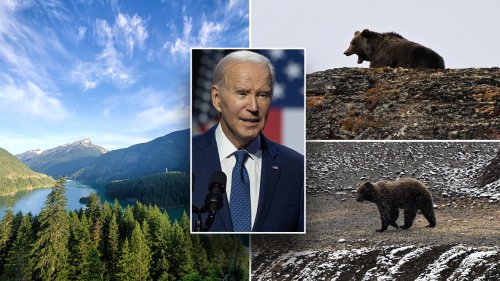 Biden admin accelerates plan to unleash grizzly bears near rural community over widespread local opposition