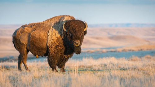 Hiker airlifted to hospital after bison attack at Utah park, was reportedly trying to warn friend