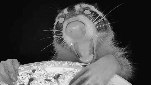 Ohio bird feeder camera captures hilarious photos of wild animals grabbing late-night snacks: See it
