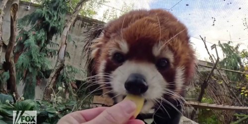 Oregon Zoo staff cares for senior red panda diagnosed with heart disease