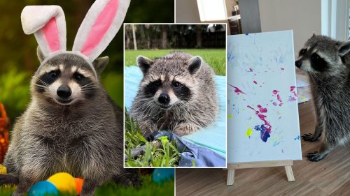Hershey's new Cadbury Bunny is a rescue raccoon from Florida