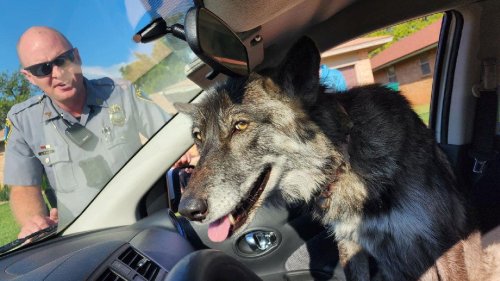 Oklahoma police reunite wolfdog with owner: 'Like a cuddly puppy'