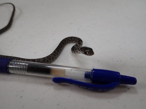 Snake stows away on flight to Hawaii in unsuspecting passenger’s bag