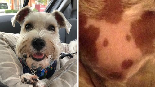 Dog owner notices spots on pet's chest that resemble the pup himself: See the surprising pictures