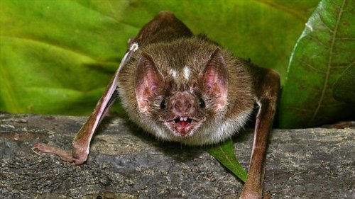 Vacation nightmare: 12 family members diagnosed with fungal disease after exploring Costa Rica cave