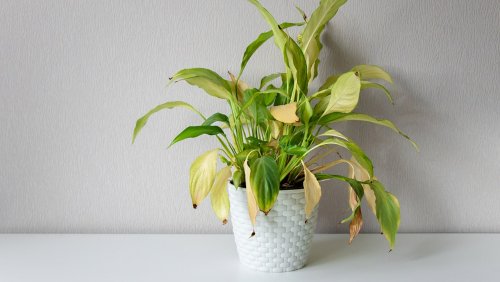 5 reasons your houseplants are yellowing or wilting