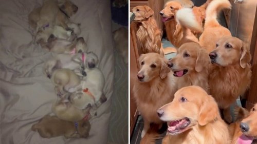 Pet owner has 13 golden retrievers: 'Happiness is an understatement'