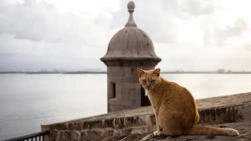 US National Park Service to remove hundreds of stray cats from historic tourist spot