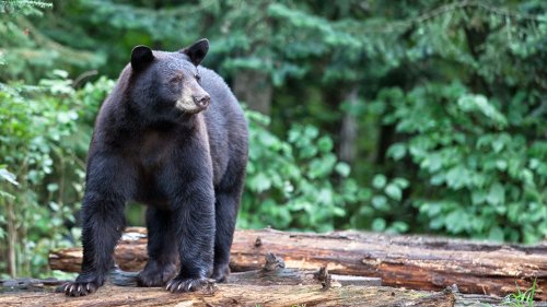 Hiker praised for remaining calm as black bear approaches her, sniffs her hair in incredible video