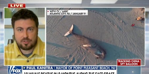 Whales washing up dead along the East Coast ‘reeks of hypocrisy’: Paul Kanitra | Fox News Video