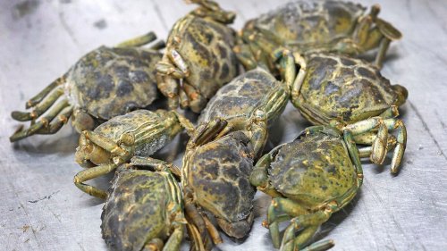 New England fights invasive green crabs with innovative 'eat them' strategy