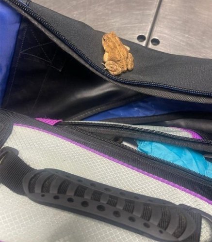 Pennsylvania airport officials discover stowaway frog in luggage