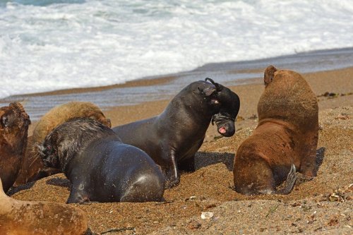 WARNING GRAPHIC IMAGES: Male sea lion tosses cub in frustration during mating season