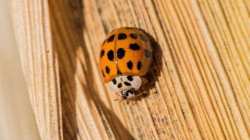 Orange ladybugs and the spiritual meaning behind the insect: What to know