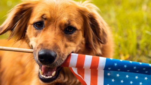 4th of July and pets: Dogs, cats go missing on the holiday more than any other day