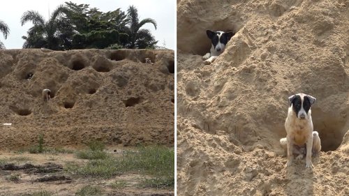 Doggie condo? Stray dogs take shelter in makeshift homes on a sandy hill