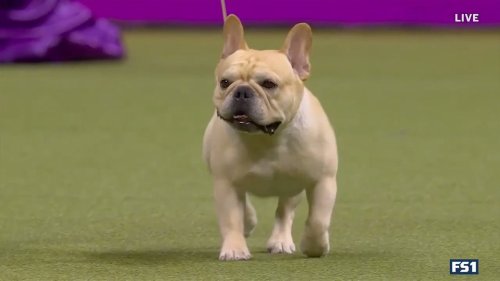 Winston The French Bulldog Wins The WKC Non-Sporting Group ...