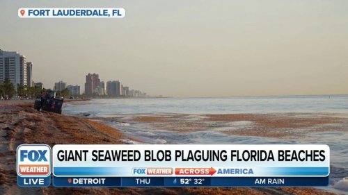 Florida Keys cautiously watch visitor sentiment for impacts of incoming seaweed
